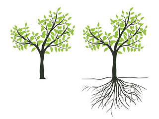 Green tree with leaves and roots vector illustration