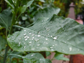 hojas verdes con gotas cristalinas