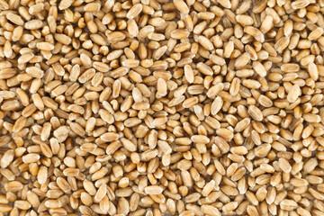 Close-up of wheat grains for natural food and agriculture background
