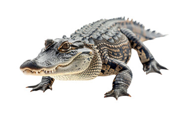 Obraz premium Alligator close up