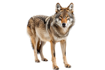 Fototapeta premium Wolf Standing on Black Background