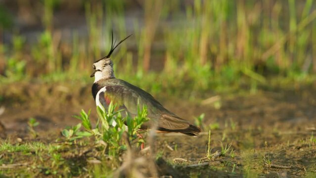 Alert Northern Lapwing looking around and forages in grassy area, telephoto shot
