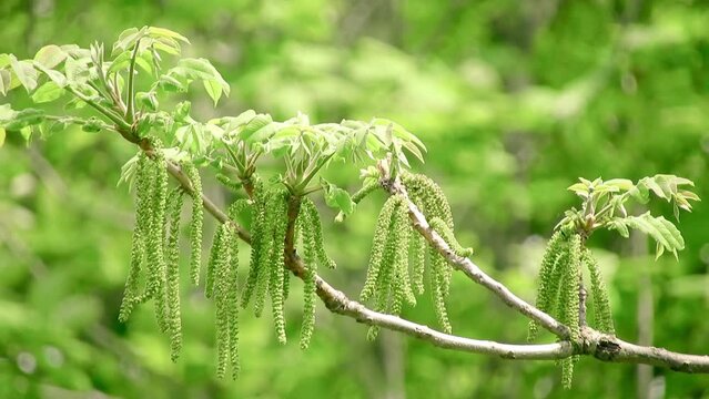 【山野草・樹木】オニグルミ（鬼胡桃）：Juglans mandshurica var. sachalinensis　240511-1