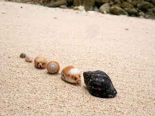 Sea shells on sand. Summer beach background. Top view