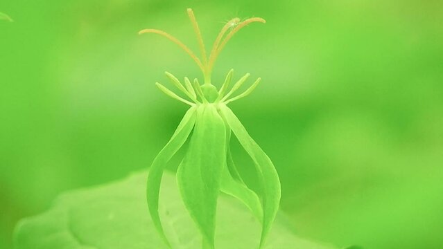【山野草】ツクバネソウ（衝羽根草）：Paris tetraphylla　240518-1