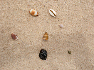 Sea shells on sand. Summer beach background. Top view