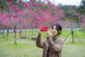 Woman use smart phone to take photo under the sakura tree