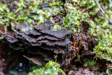 Dark brown bracket fungi growing amongst moss on log. Bracket fungi are important for recycling nutrients in forest ecosystems.