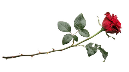 Elegant single red rose with green leaves isolated on transparent background, perfect for Valentine's Day, romance, and floral themes in stock photography.