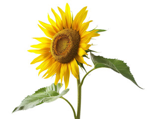 Obraz premium Vibrant yellow sunflower with detailed petals and green leaves on a transparent background. Perfect for nature and summer themes.