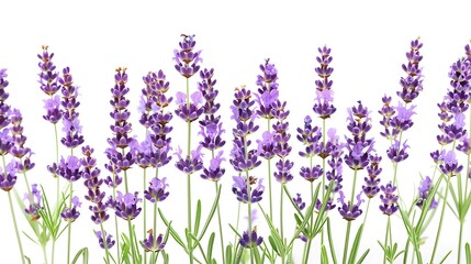 a row of purple lavender flowers on a isolated background