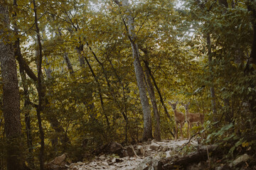 two fawns standing on a hiking path staring camera well hidden in the forest between the trees