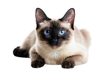 Siamese cat with blue eyes, laying down and staring forward, isolated on a white background