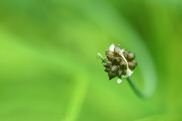 鮮やかな緑の背景にノビルのムカゴ（自然光＆ストロボ・マクロレンズ接写）