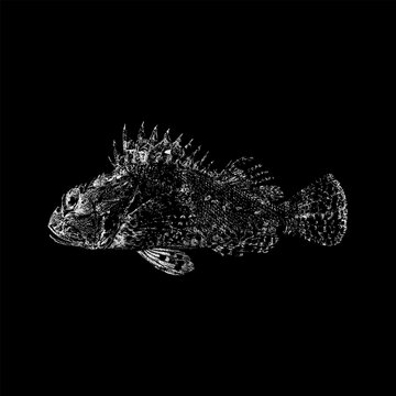 Scorpion Fish hand drawing vector isolated on black background.