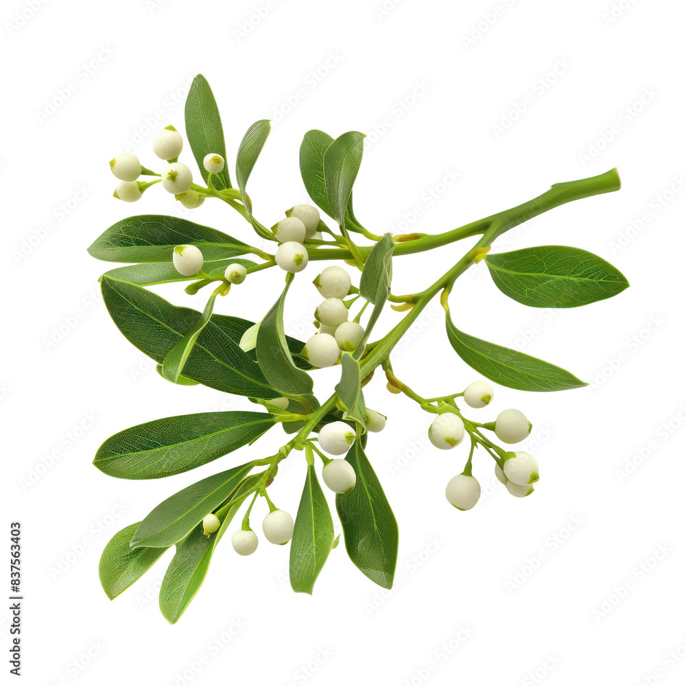 Wall mural close-up of fresh mistletoe branch with green leaves and white berries, isolated on white background