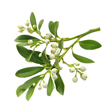 Close-up of fresh mistletoe branch with green leaves and white berries, isolated on white background. Perfect for holiday decoration themes. transparent backgrounds