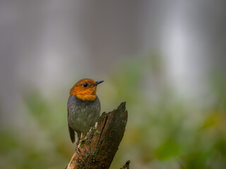 森の中で枯れ木に留まっているコマドリの雄