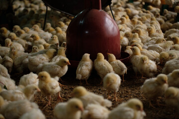 a group of chickens on a farm  © vierundsieben