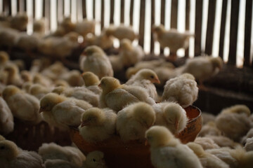 a group of chickens on a farm  © vierundsieben