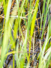 A large green frog sits in the marsh.