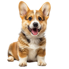 Fototapeta premium Cute Corgi puppy with a happy expression, sitting against a white background, isolated and ready for adoption or pet advertisements., transparent background
