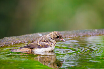 泉で水浴びをする可愛いキビタキ（ヒタキ科）の幼鳥。

日本国神奈川県秦野市、弘法山公園、権現山バードサンクチュアリにて。
2022年7月撮影。
