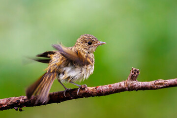 泉で水浴びをする可愛いキビタキ（ヒタキ科）の幼鳥。

日本国神奈川県秦野市、弘法山公園、権現山バードサンクチュアリにて。
2022年7月撮影。
