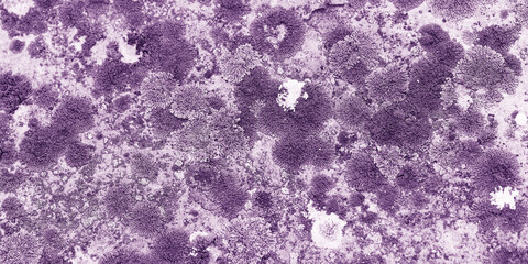 Lichens and mosses in various shapes, forms and textures on surface of rocks as natural pattern or textured background, top view colorful nature pattern, biological aesthetic banner