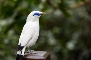 Obraz premium Leucopsar rothschildi in the zoo park