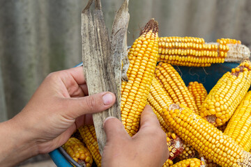 ripe corn cobs are affected by diseases and fungus