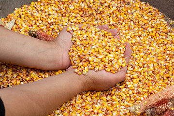a grain of corn in the hands of a person