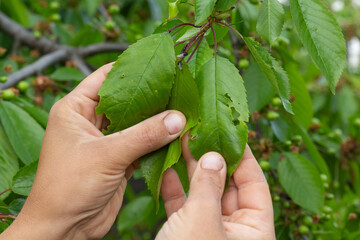 black ants with wings on trees are pests, garden pests