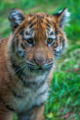 Tiger cub in the wild.  Wild cat in nature habitat