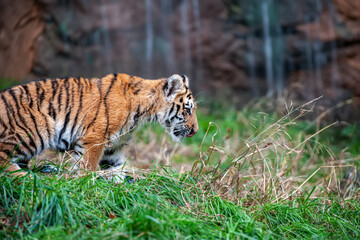 Tiger cub in the wild. Baby animal in green grass on waterfall background