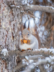 The squirrel with nut sits on tree in the winter or late autumn
