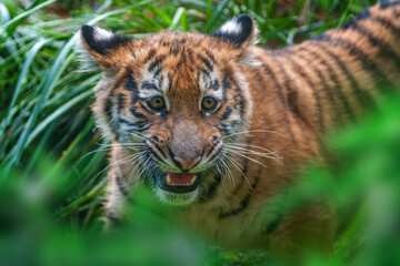 Tiger cub in the wild.  Wild cat in nature habitat