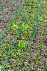 abandoned plot with onions is overgrown with weeds