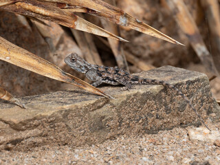 Bodenagame (Agama aculeata)