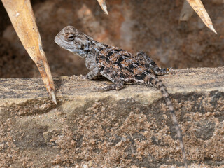Bodenagame (Agama aculeata)