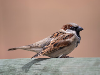 Haussperling (Passer domesticus)