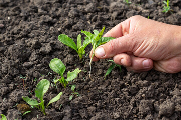 thinning of beet seedlings, a person's hand is vertical