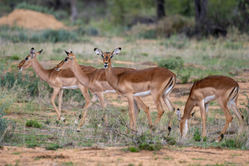 Schwarzfersenantilope oder Impala (Aepyceros melampus)
