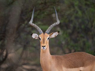 Schwarzfersenantilope oder Impala (Aepyceros melampus)