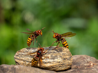 Hornisse (Vespa crabro)  Königinnen