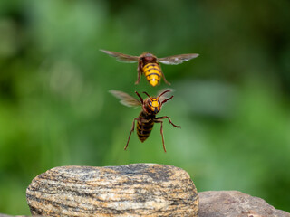 Hornisse (Vespa crabro)  Königinnen