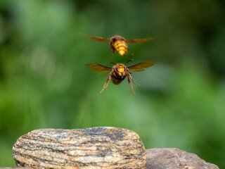 Hornisse (Vespa crabro)  Königinnen