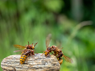 Hornisse (Vespa crabro)  Königinnen