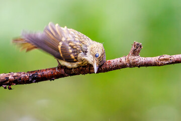 泉で水浴びをする可愛いキビタキ（ヒタキ科）の幼鳥。

日本国神奈川県秦野市、弘法山公園、権現山バードサンクチュアリにて。
2022年7月撮影。
