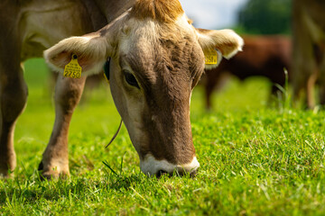 Cows are grazing on a summer day on a meadow in Switzerland. Cows grazing on farmland. Cattle pasture in a green field. Cows in a field on a eco Cattle farm. Organic milk from grass field cow. Swiss © Volodymyr